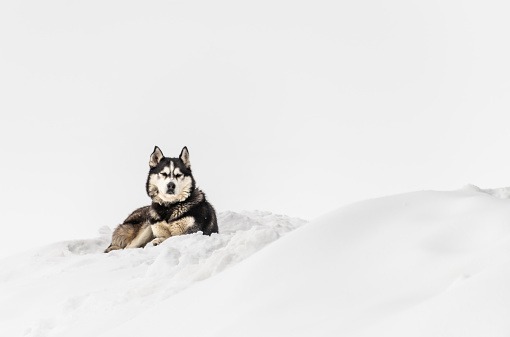 Siberian Husky looks at the camera in the snow