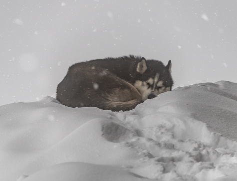Husky sat in snow