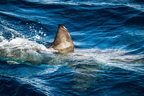 istock Great White Shark fin cutting through surface of the water 1475330470