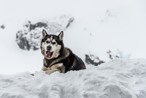 Siberian Husky yawns sat in snow