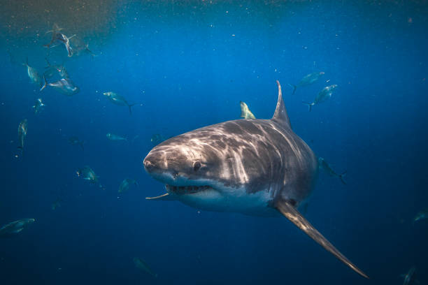 istock Great White Shark swimming through murky water with blood and fish 1475330540
