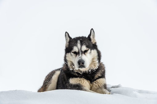 Siberian Husky looks at the camera in the snow