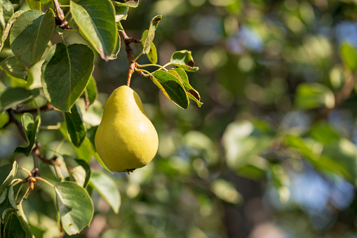 In the garden, yellow pears hang from a tree branch. Selective focus on a pear against a backdrop of beautiful bokeh, space for copying
