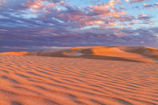 istock Remote arid desert sand dunes by the coast at sunset with dramatic golden light 1475332051