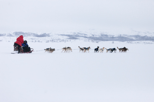 A high resolution image of husky dogs racing