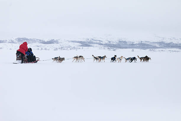 хаски собака нарты - inuit culture стоковые фото и изображения