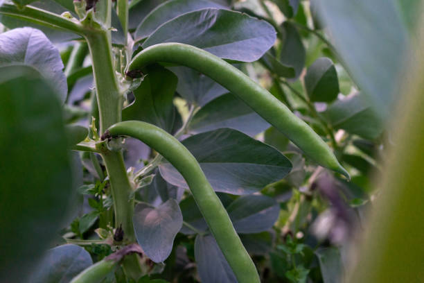 istock First beans of the season 1475335525