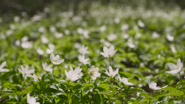 Many white anemone flowers bloom on a sunny day in the forest.
