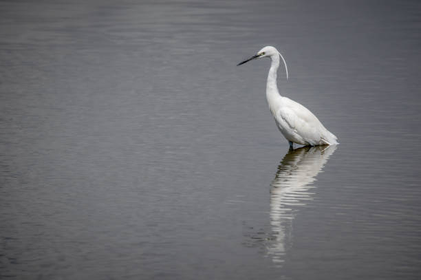 istock Little egret, egretta garzetta, searching for food 1475336199