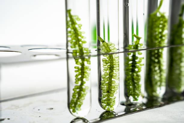 istock macro microscope closeup shot of green algae water plant with biotechnology science laboratory background, alternative fuel or nature bio-fuel experiment research in biology and environment technology 1475336777