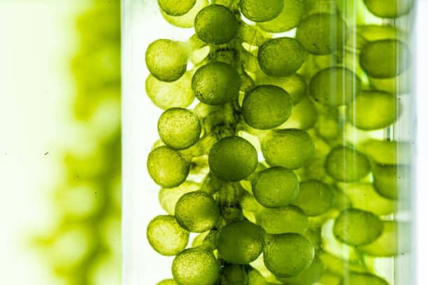 istock macro microscope closeup shot of green algae water plant with biotechnology science laboratory background, alternative fuel or nature bio-fuel experiment research in biology and environment technology 1475337045