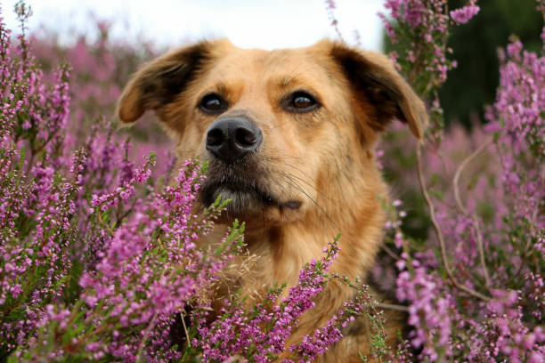 istock a beautiful mixed breed shepherd dog head portrait in a heather field 1475339419