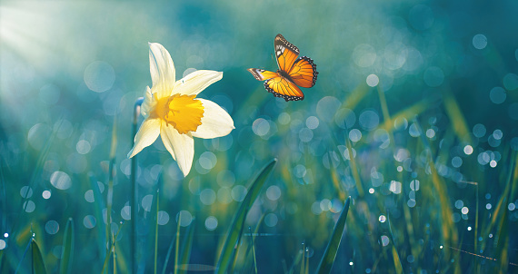 Beautiful daffodil flower in nature in morning outdoors in rays of sunlight and orange fluttering butterfly on background of grass in dew drops with beautiful round bokeh.