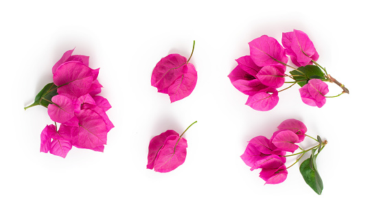 Flowers and inflorescence of bougainvillea close-up isolated on white background. Element for design.