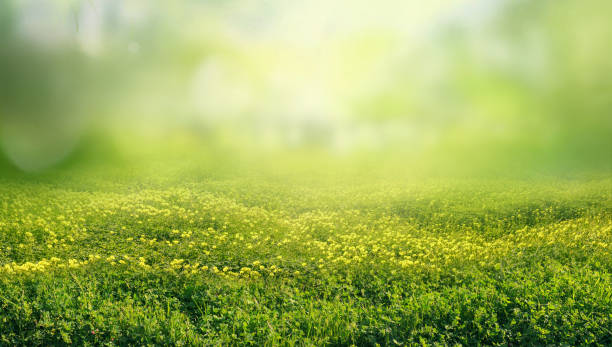 istock Beautiful background image of a forest glade on a spring morning. 1475340726