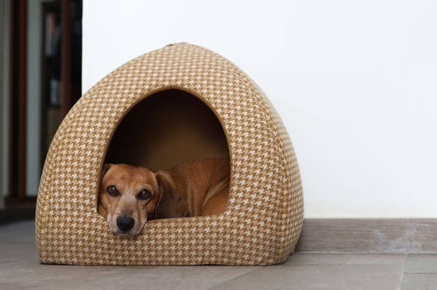 istock A puppy resting in his little house 1475341044