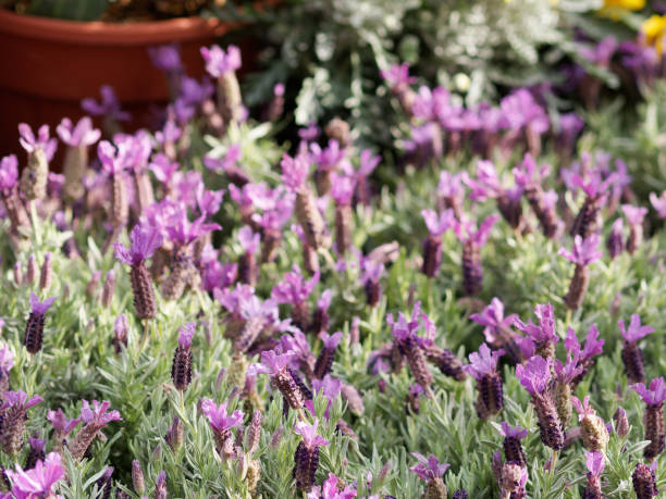 istock Flowers in the lavender fields in the Provence mountains. 1475341331