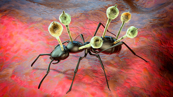 Cordyceps parasitic fungus growing on an ant, also known as zombie-ant fungus, 3D illustration.