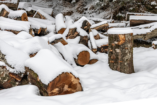Chopped logs covered in snow