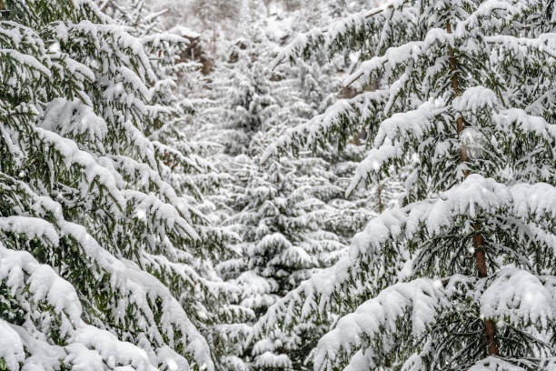 Close up of snow on a pine tree
