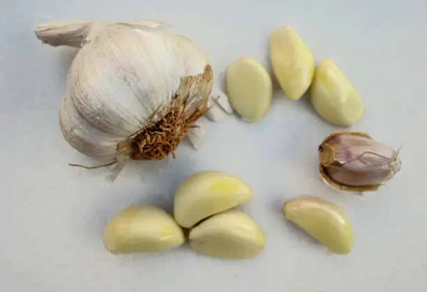 Garlic bulb,  unpeeled clove and peeled cloves on a white cutting board
