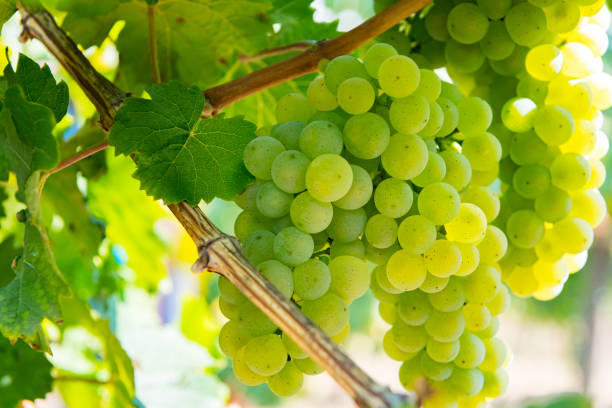 istock Grapes on the Vine of grape trees 1475346018