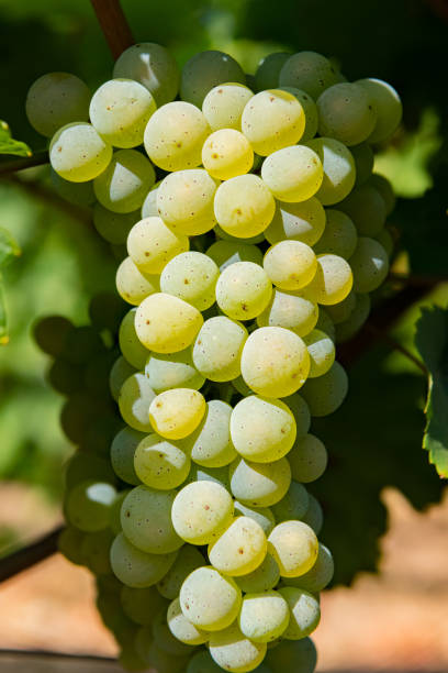istock Grapes on the Vine of grape trees 1475346048