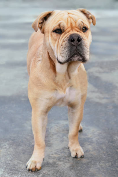 istock Beautiful and powerful dog ca de bou outdoors 1475346214