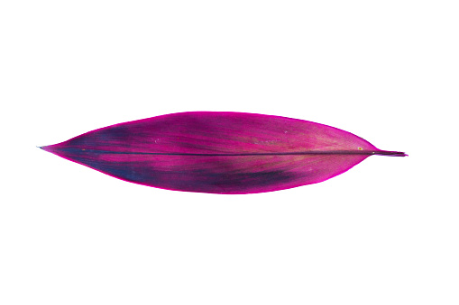 Isolated red purpled tropical leaf