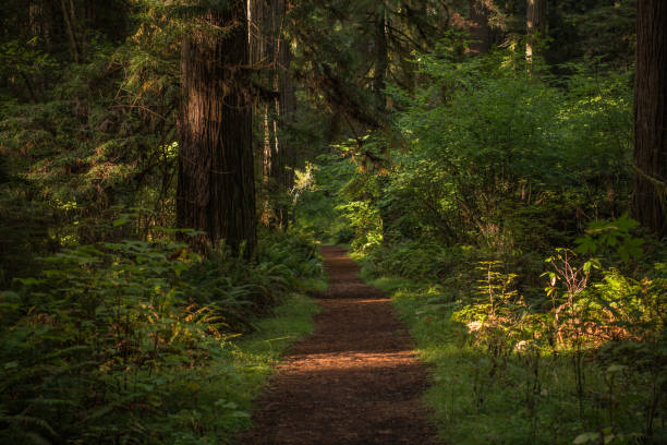 istock California Scenic Redwood Forest Trail 1475347957