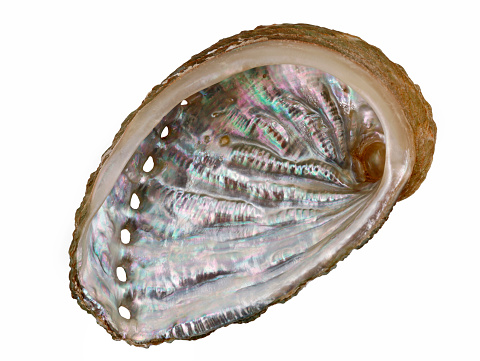 Inside view on a mother of pearl surface in a seashell of an abalone or haliotis isolated on white background.