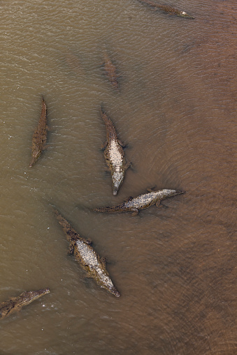 crocodiles in rio tàrcoles in costa rica, central america.
