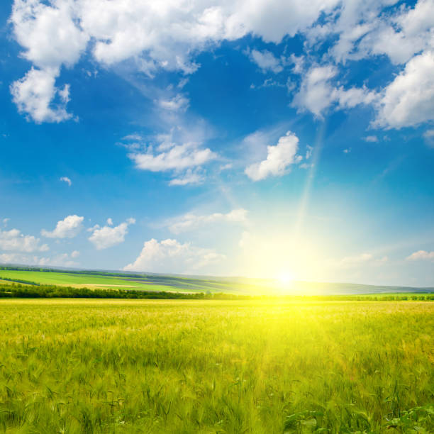 istock Green wheat field and sunrise . 1475348488