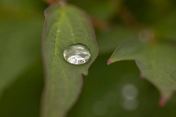 Macro view of rain drops on green peony leaves.