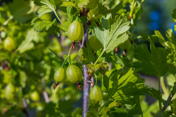 初夏の緑のグーズベリーブッシュの美しい景色。 - gooseberry fruit bush green ストックフォトと画像