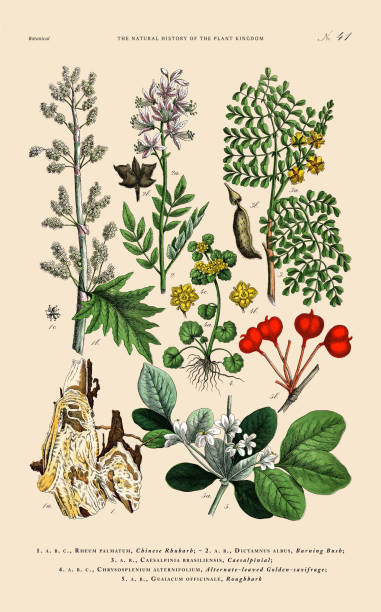 ilustraciones, imágenes clip art, dibujos animados e iconos de stock de grabado botánico coloreado a mano, historia del reino vegetal, ilustración botánica victoriana, lámina 41, circa 1853 - winged spindletree illustrations