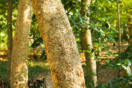 Brown tropical tree trunks in Wachirabenchathat Park (Rot Fai Park) in Bangkok