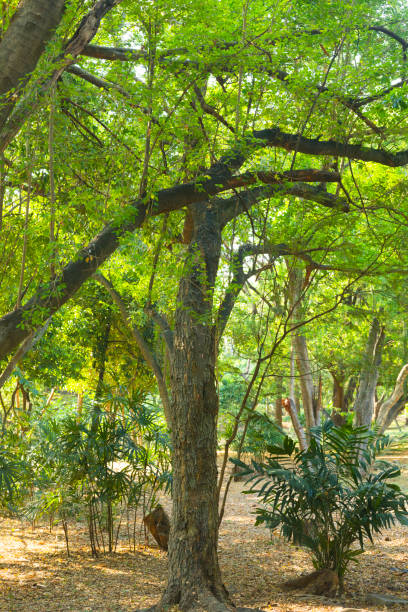 istock Tropical forest in park of Bangkok 1475349283