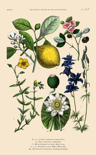 Very Rare, Beautifully Illustrated Antique Engraved Victorian Botanical Illustration of The Plant Kingdom Victorian Botanical Illustration published in 1853. Copyright has expired on this artwork. Digitally restored.