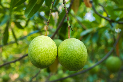 Green Calabash tree  fruits in Wachirabenchathat Park (Rot Fai Park) in Bangkok