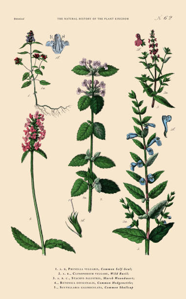 istock Hand-colored Botanical Engraving, History of the Plant Kingdom, Victorian Botanical Illustration, Plate 62, Circa 1853 1475350228