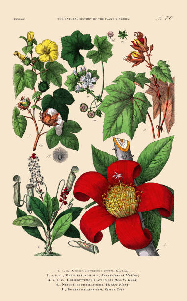 istock Hand-colored Botanical Engraving, History of the Plant Kingdom, Victorian Botanical Illustration, Plate 70, Circa 1853 1475350368