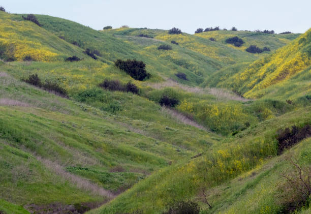 istock Rolling Hills Of Wild Mustard 1475352035