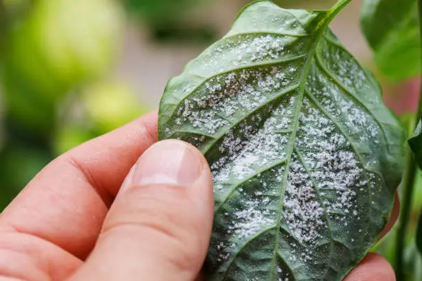 Insect pests, aphid, on the shoots and fruits of plants, Spider mite on flowers. Pepper leaves attacked by malicious insects