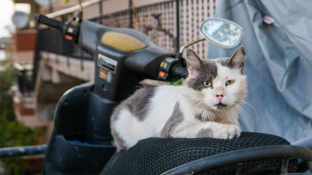 istock Turkish Street Cat 1475353128