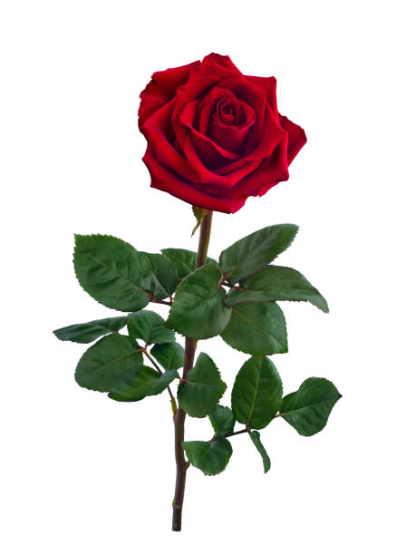 istock Dark red rose with green leaves isolated on white 1475354784