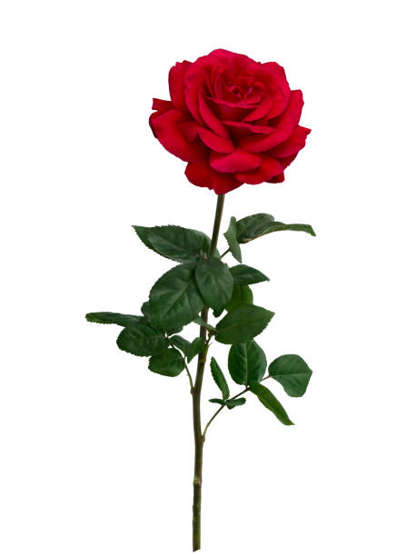 istock Bright red rose with green leaves isolated on white 1475354815