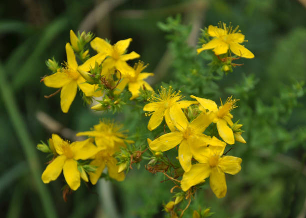 istock In the wild bloom St. John's wort (hypericum perforatum) 1475355687