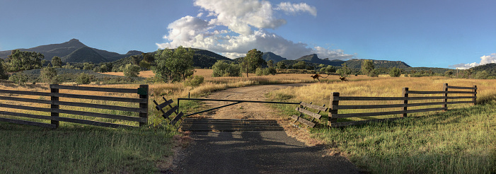 New South Wales, Australia, has plenty of wide-open countryside where kangaroos are free to hop.