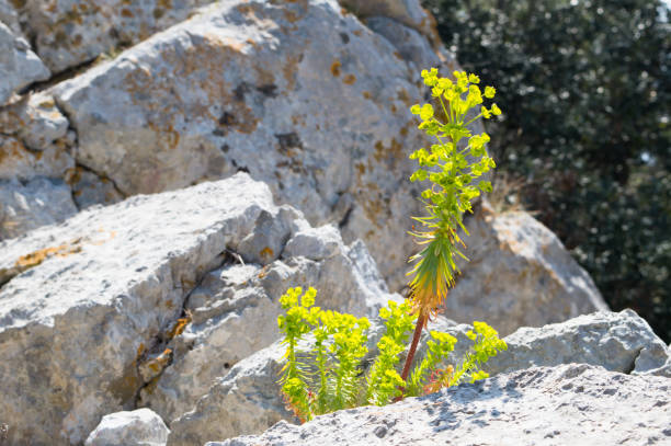 Mediterranean spurge plant in bloom Mediterranean spurge, Eurhorbia characias, blooming in springtime, upright plant with greenish yellow flowers, in the forest and rocky area euphorbia characias stock pictures, royalty-free photos & images